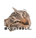キジトラ猫♡めい♡（個別スタンプ：3）