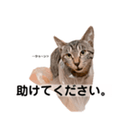 キジトラ猫♡めい♡（個別スタンプ：4）