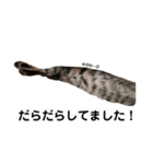 キジトラ猫♡めい♡（個別スタンプ：6）