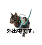 キジトラ猫♡めい♡（個別スタンプ：7）