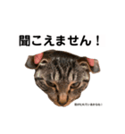 キジトラ猫♡めい♡（個別スタンプ：8）