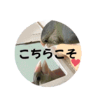 桜文鳥わすけヒナわす時代［改訂版］（個別スタンプ：3）