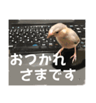 桜文鳥わすけヒナわす時代［改訂版］（個別スタンプ：7）