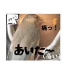 桜文鳥わすけヒナわす時代［改訂版］（個別スタンプ：16）