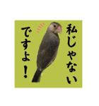 桜文鳥わすけヒナわす時代［改訂版］（個別スタンプ：18）