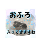 桜文鳥わすけヒナわす時代［改訂版］（個別スタンプ：19）