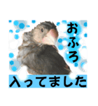 桜文鳥わすけヒナわす時代［改訂版］（個別スタンプ：20）