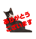 ハチワレぼくちん【日常でつかえる2】（個別スタンプ：1）