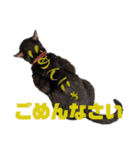 ハチワレぼくちん【日常でつかえる2】（個別スタンプ：2）