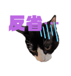 ハチワレぼくちん【日常でつかえる2】（個別スタンプ：3）