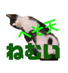 ハチワレぼくちん【日常でつかえる2】（個別スタンプ：5）