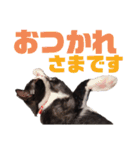 ハチワレぼくちん【日常でつかえる2】（個別スタンプ：6）