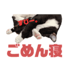 ハチワレぼくちん【日常でつかえる2】（個別スタンプ：11）