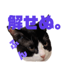 ハチワレぼくちん【日常でつかえる2】（個別スタンプ：12）