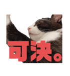 ハチワレぼくちん【日常でつかえる2】（個別スタンプ：13）