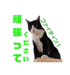 ハチワレぼくちん【日常でつかえる2】（個別スタンプ：14）