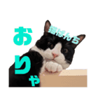 ハチワレぼくちん【日常でつかえる2】（個別スタンプ：15）