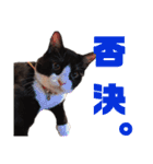 ハチワレぼくちん【日常でつかえる2】（個別スタンプ：16）