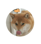 柴犬シロのゆるり（個別スタンプ：1）