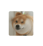 柴犬シロのゆるり（個別スタンプ：2）