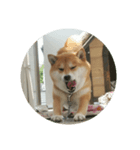 柴犬シロのゆるり（個別スタンプ：4）