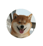 柴犬シロのゆるり（個別スタンプ：5）