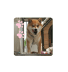 柴犬シロのゆるり（個別スタンプ：6）