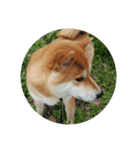 柴犬シロのゆるり（個別スタンプ：7）