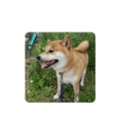 柴犬シロのゆるり（個別スタンプ：8）