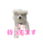 モッフモフな仲間丁寧版（個別スタンプ：1）