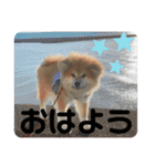 モッフモフな仲間丁寧版（個別スタンプ：9）