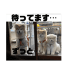 モッフモフな仲間丁寧版（個別スタンプ：11）