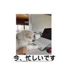 モッフモフな仲間丁寧版（個別スタンプ：13）