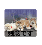 モッフモフな仲間丁寧版（個別スタンプ：29）