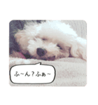 モカペの日常_トイプードル（個別スタンプ：4）