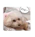 モカペの日常_トイプードル（個別スタンプ：5）