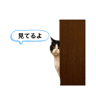 にゃんちゃん③（個別スタンプ：4）