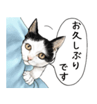 挨拶編 猫にまみれたがりのスタンプ（個別スタンプ：13）