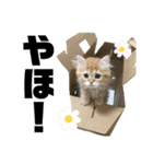 ぶんしゃんの日常会話（個別スタンプ：2）