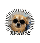 ちくわさしらす（個別スタンプ：5）