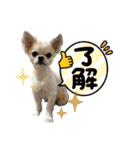 ちくわさしらす（個別スタンプ：11）