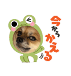 ちくわさしらす（個別スタンプ：12）