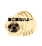 ちくわさしらす（個別スタンプ：19）