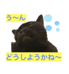 黒猫 ルナ院長54にゃんめ（個別スタンプ：5）