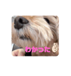 マルプーのぷーたん、第11弾（個別スタンプ：24）