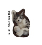 ネコちゃん簡単返事（個別スタンプ：6）