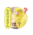 マメルリハ達6（個別スタンプ：5）