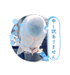 マメルリハ達6（個別スタンプ：6）