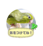 マメルリハ達6（個別スタンプ：7）