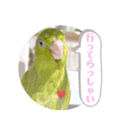 マメルリハ達6（個別スタンプ：11）